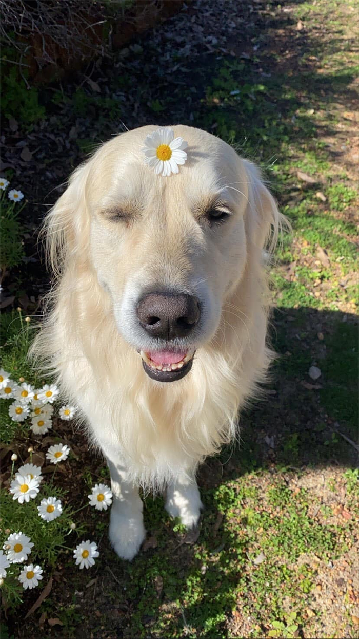 dog flower forehead