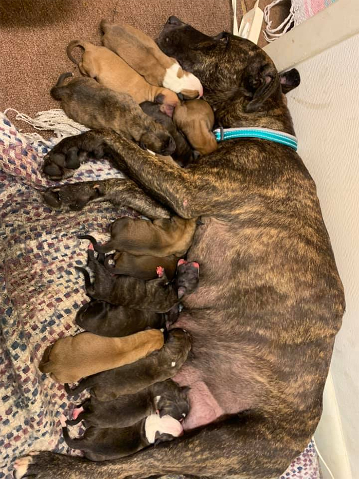 dog gives birth to 15 puppies