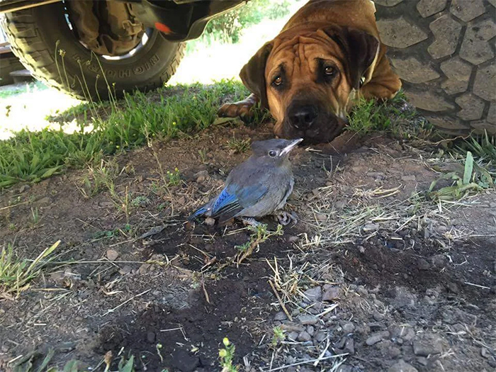 dog guards a bird with broken wing