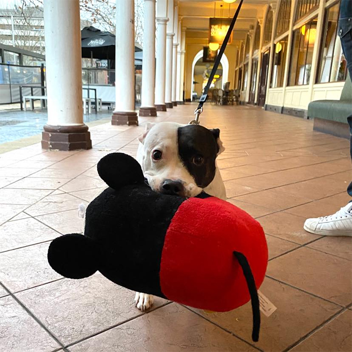 dog holding a plush toy