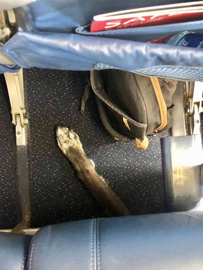 dog leg under the seat midflight