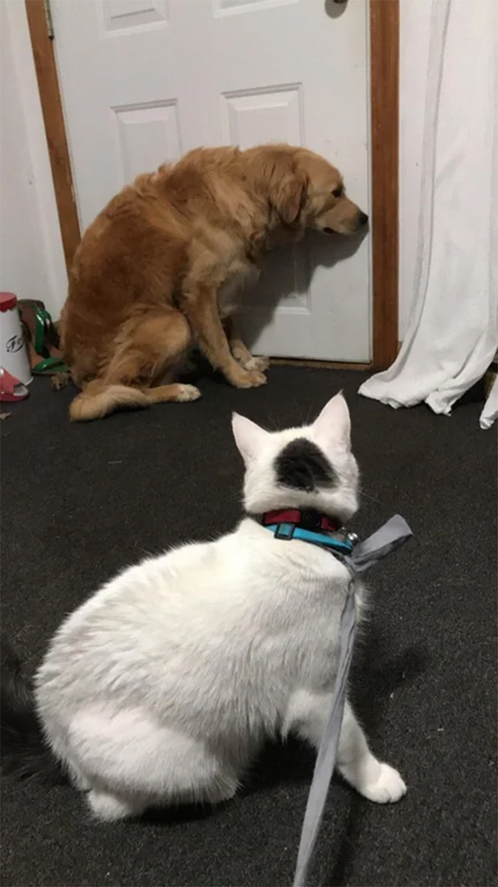 dog scared of the fluffy kitty