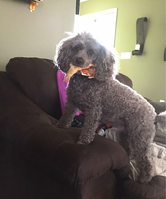 dog standing on couch with pizza slice in mouth