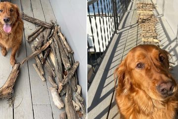 dog stick collection