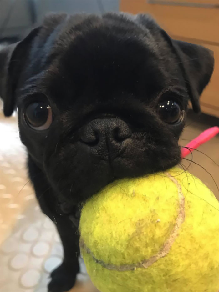 dog with ball came to play