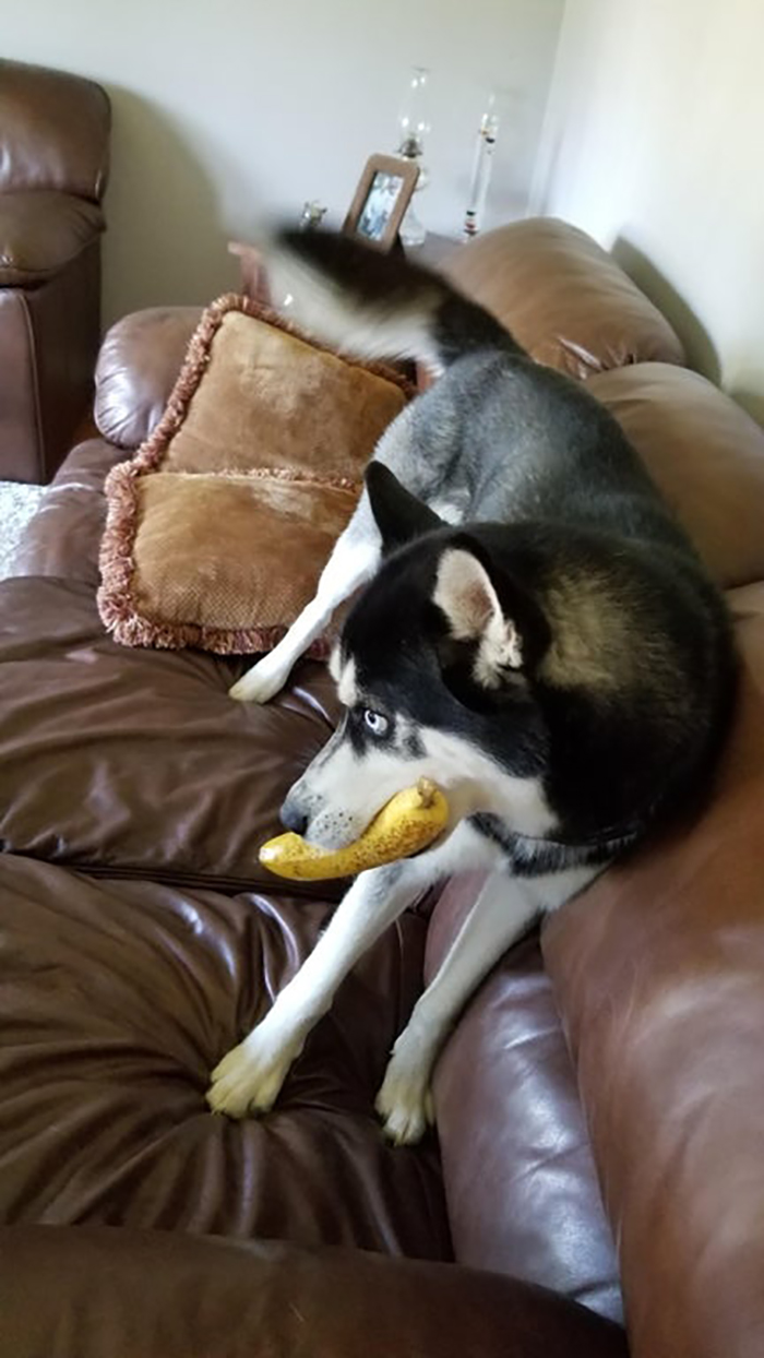 dog with banana in mouth