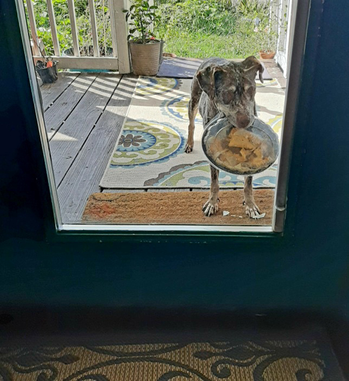 dog with container of nachos in mouth