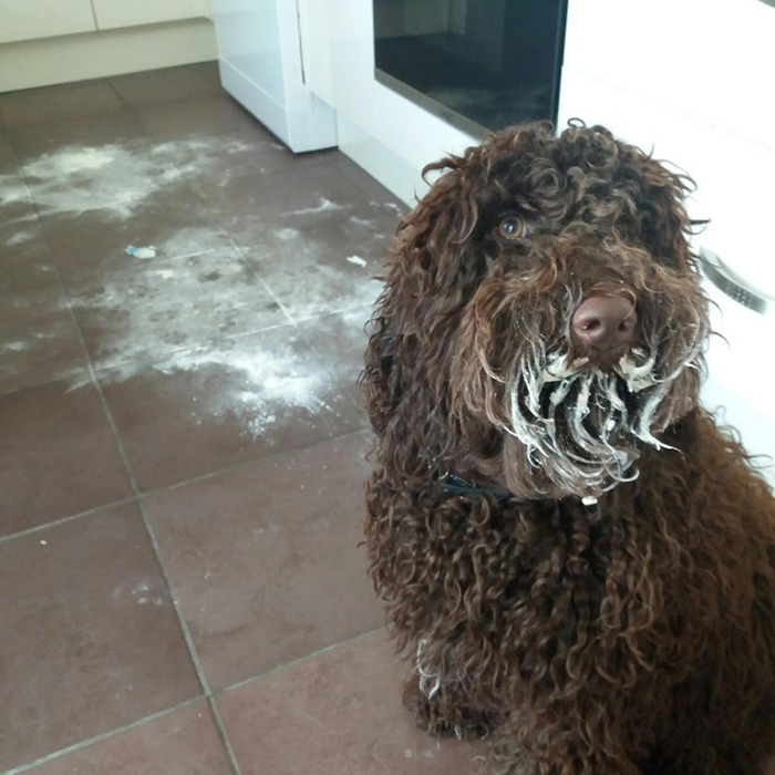 dog with flour on fur