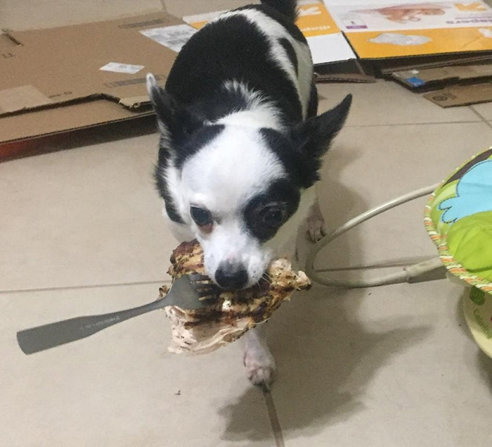 dog with grilled chicken and fork in mouth