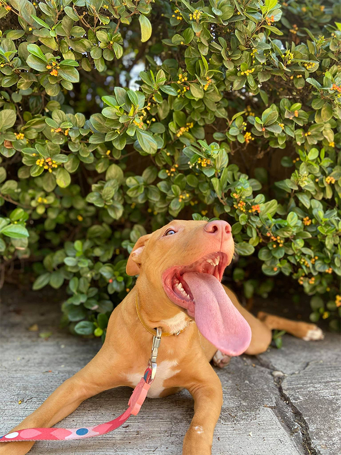 dog with long tongue