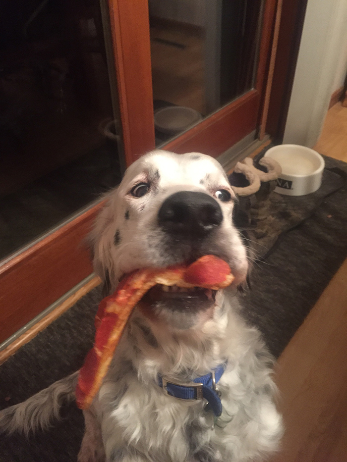 dog with pizza slice in mouth