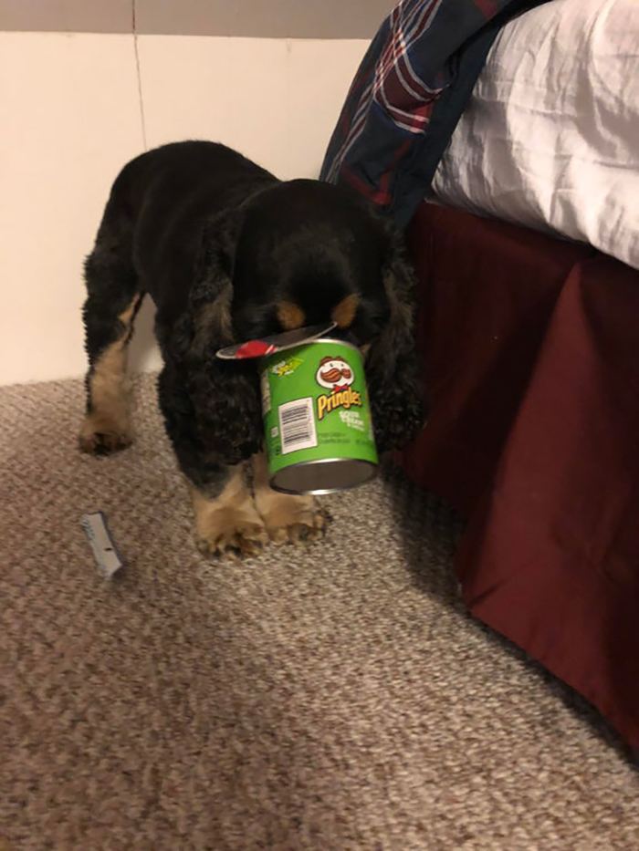 dog with snout stuck in a pringles can