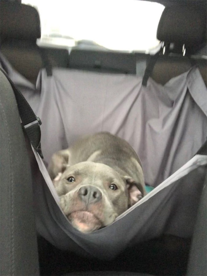 doggo car ride hammock