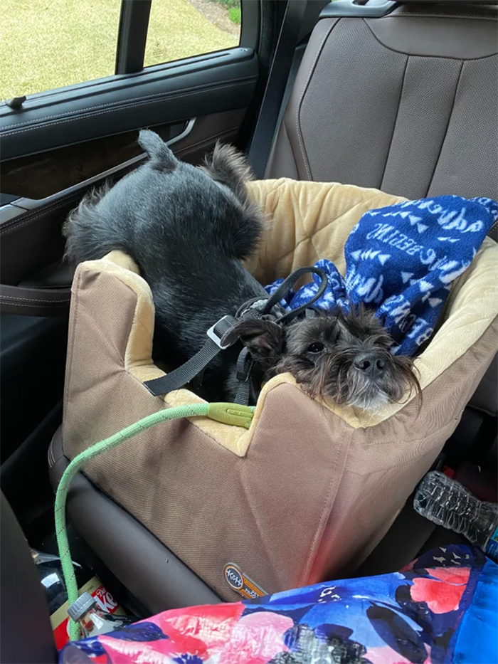 doggo comfortable in the car seat