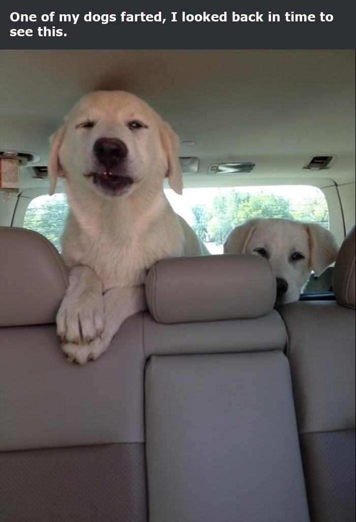 doggo farted priceless reaction