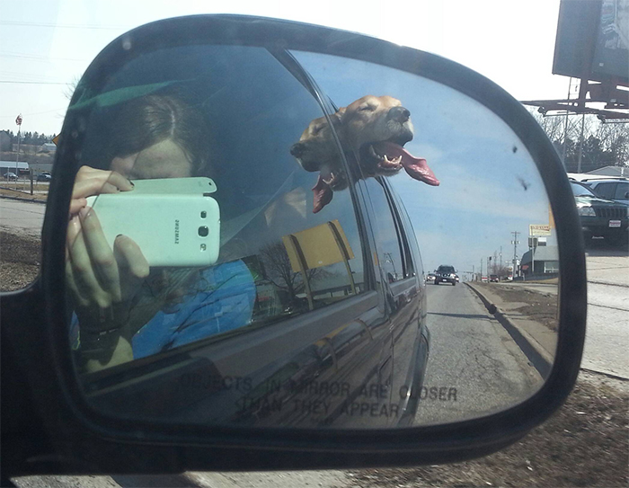 doggo first car ride