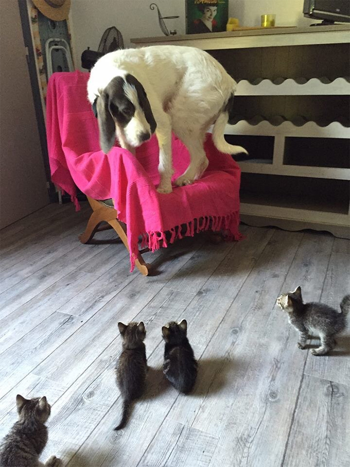 doggo scared of kittens