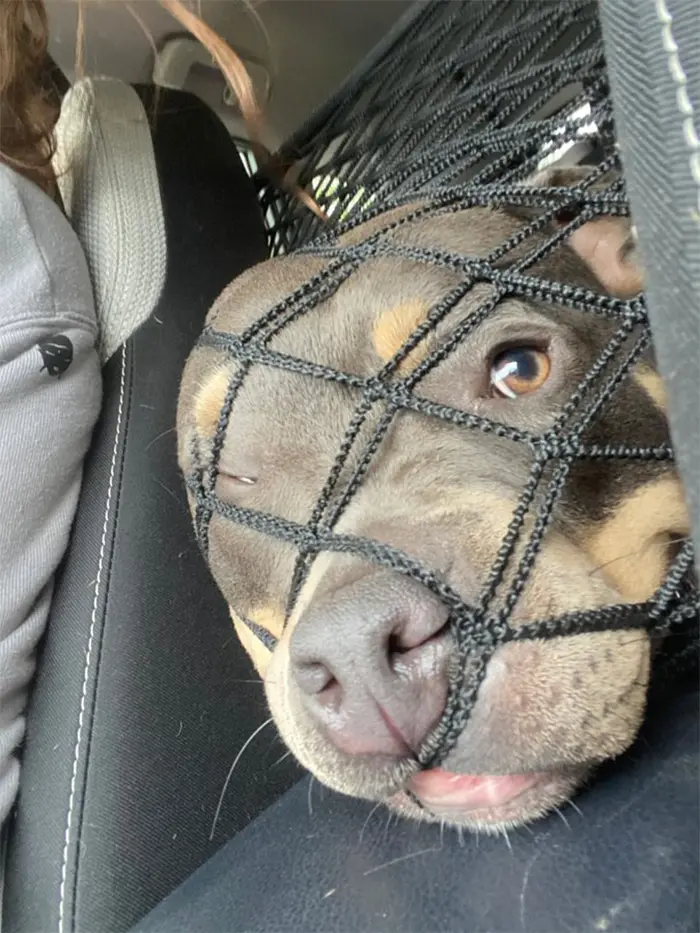 doggos enjoying car ride