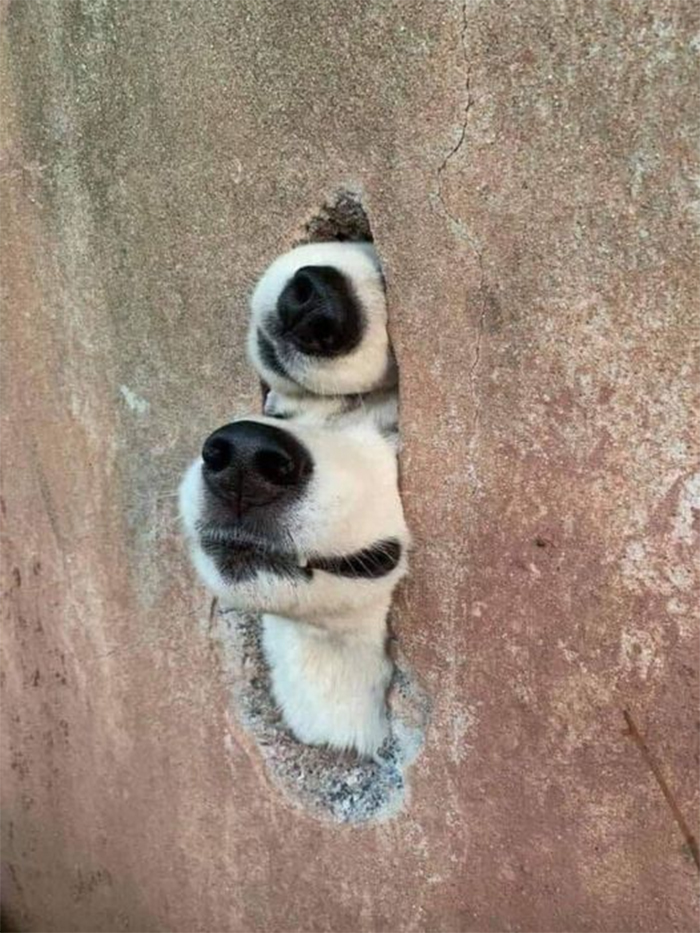 dogs peeking through a wall crack