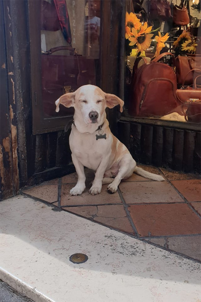 dogspotting boi with dobby ears