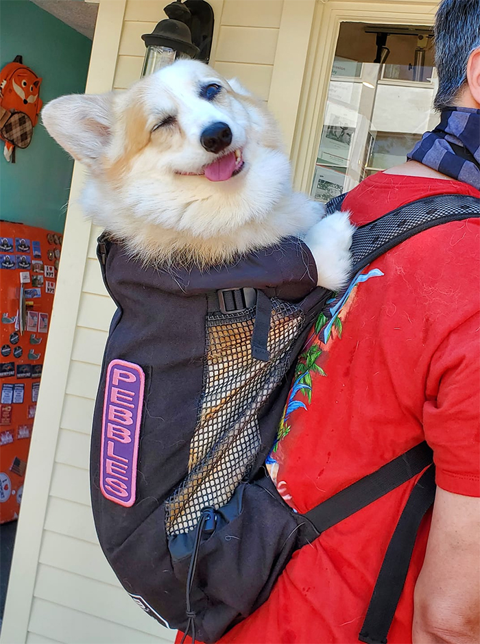 dogspotting corgi in a backpack