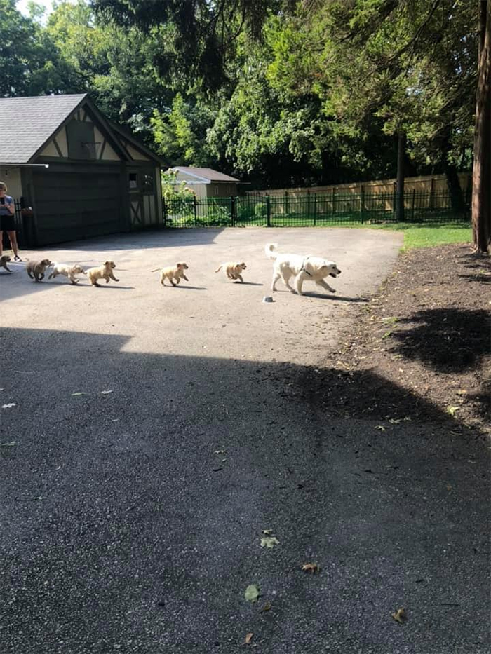 dogspotting dad leads a hoard of puppies