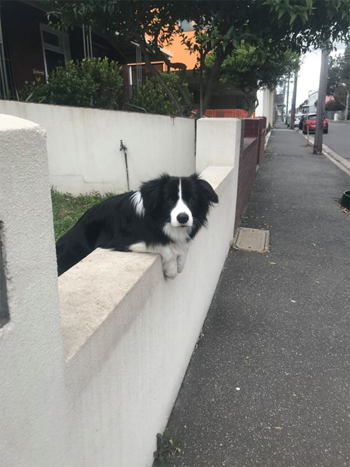 dogspotting dog looking out from the fence