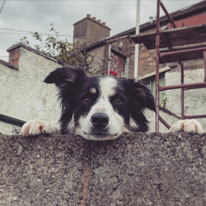 dogspotting dog peeking over the wall