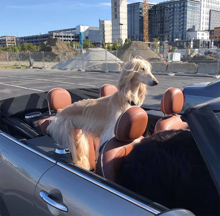 dogspotting dog with long blonde hair