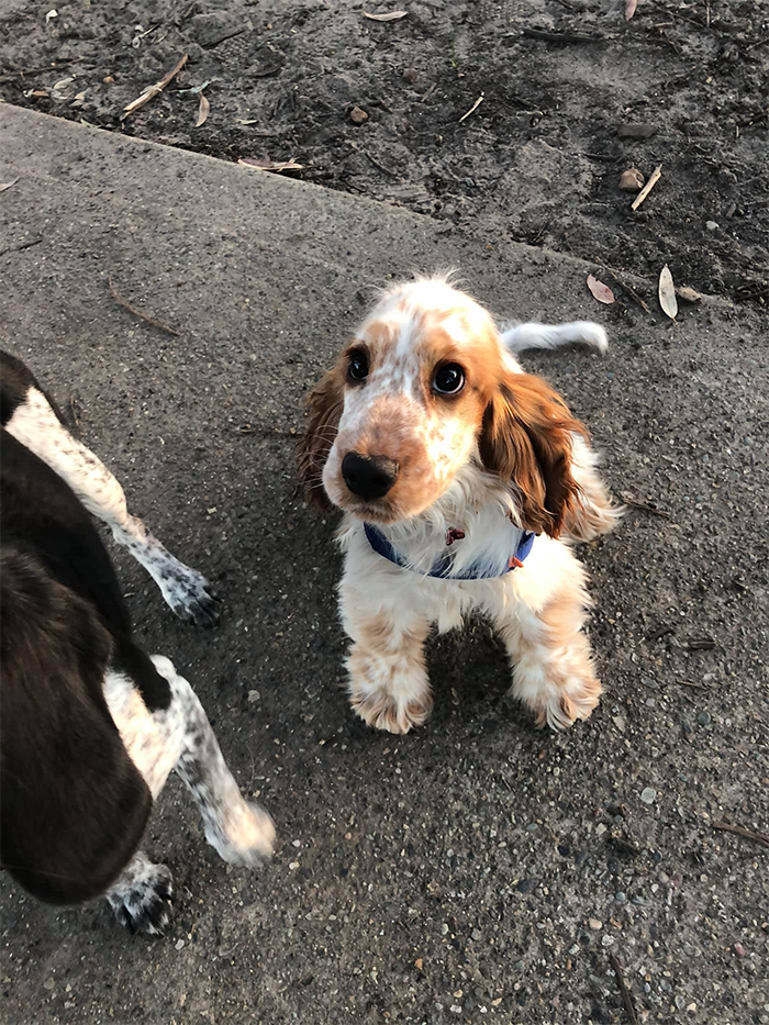 dogspotting dog with puppy eyes