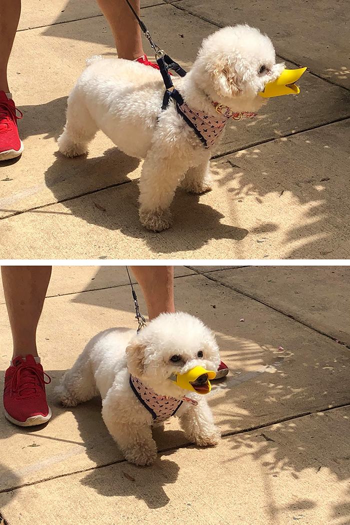 dogspotting duck beak muzzle