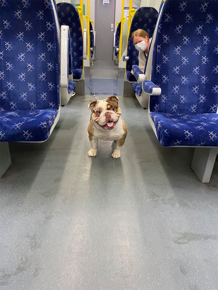 dogspotting friendly canine passenger