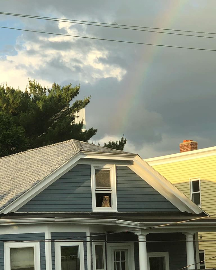 dogspotting gold at the end of the rainbow