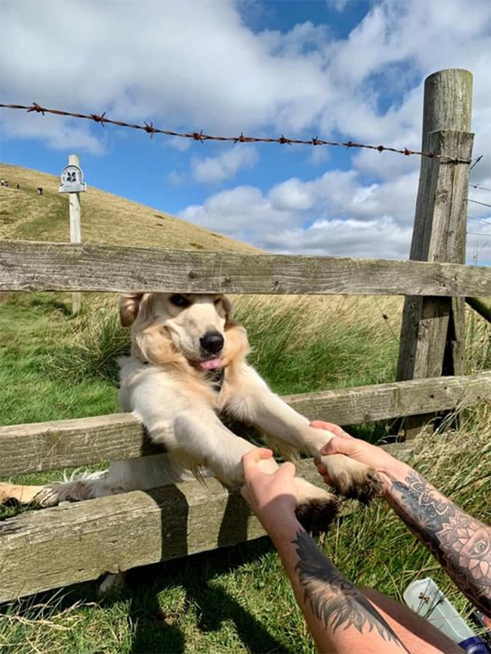 dogspotting handshake through the fence