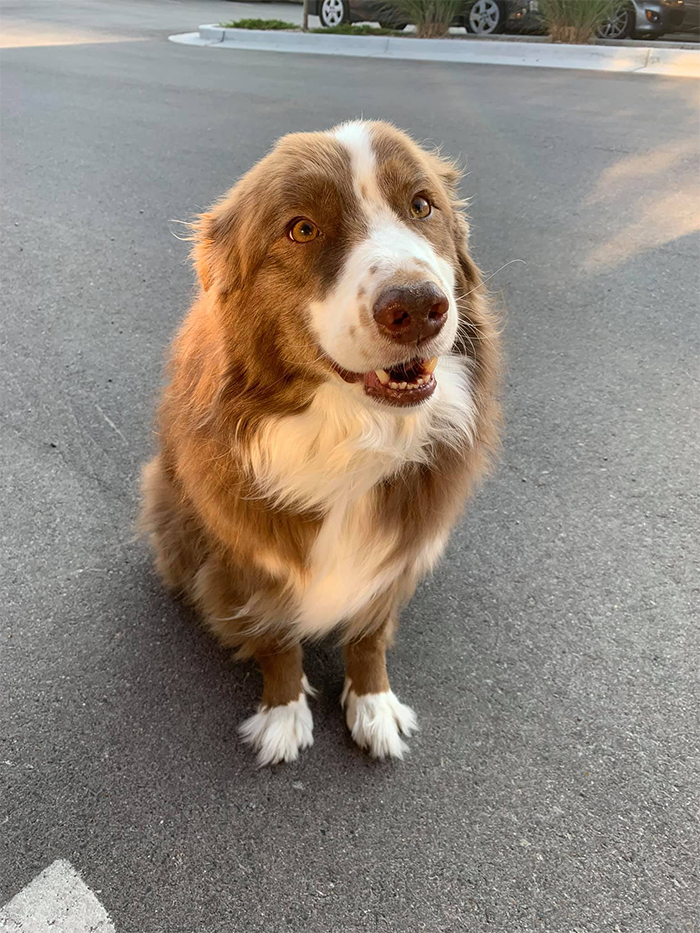 dogspotting handsome jake