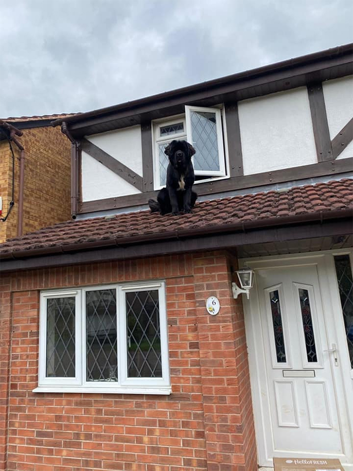 dogspotting newfoundland on the roof