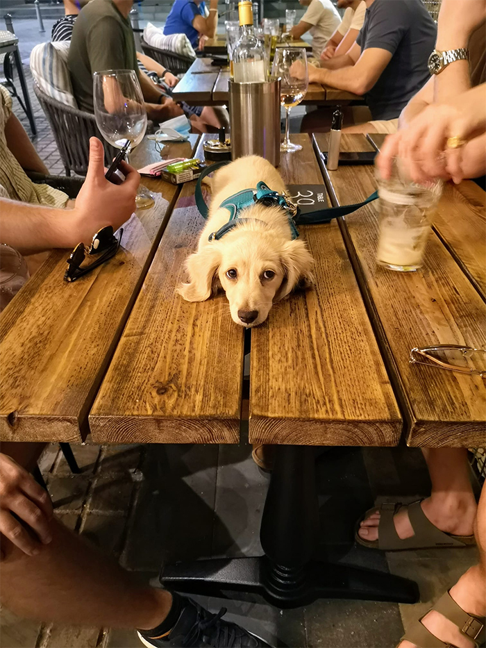 dogspotting pup in the pub