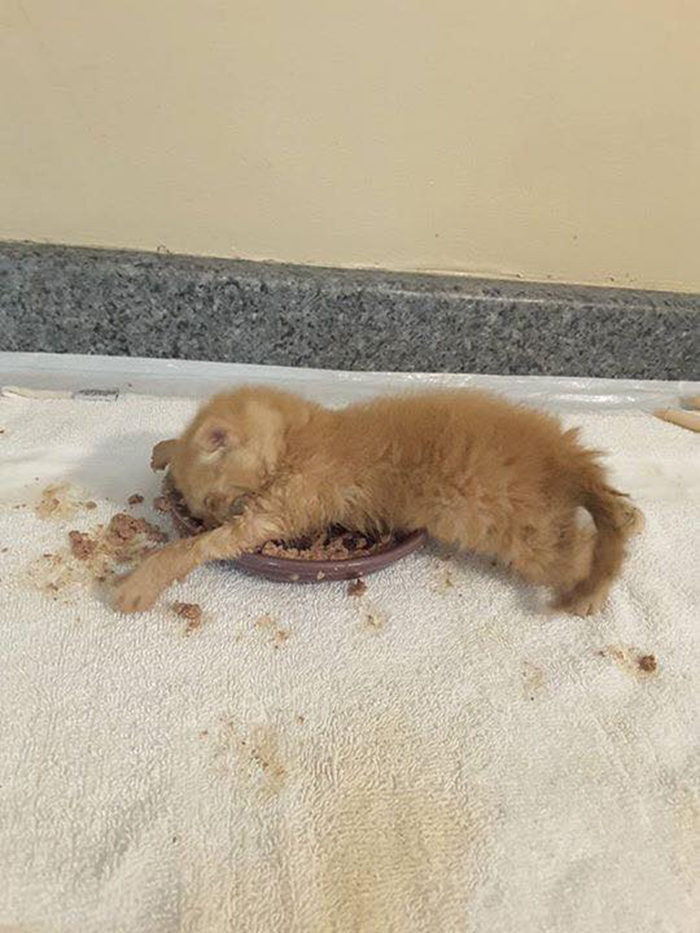 exhausted kitten lays on top of its food bowl