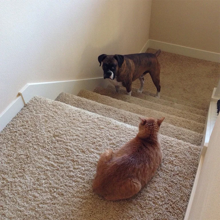 feline guardian of the stairs