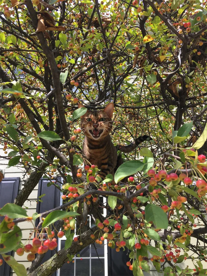 fierce kitty in a cherry tree