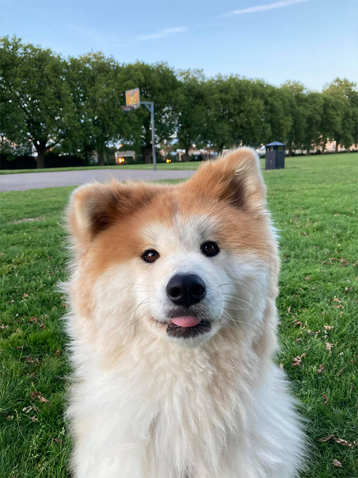 fluffball at the park