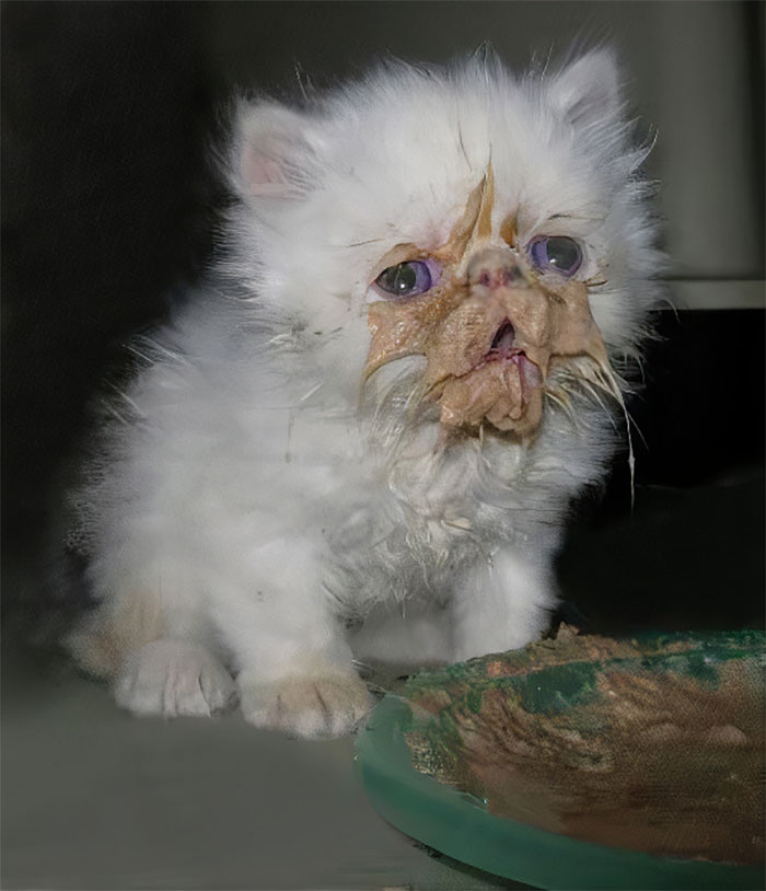 fluffy white kitten gets dirty while eating its food