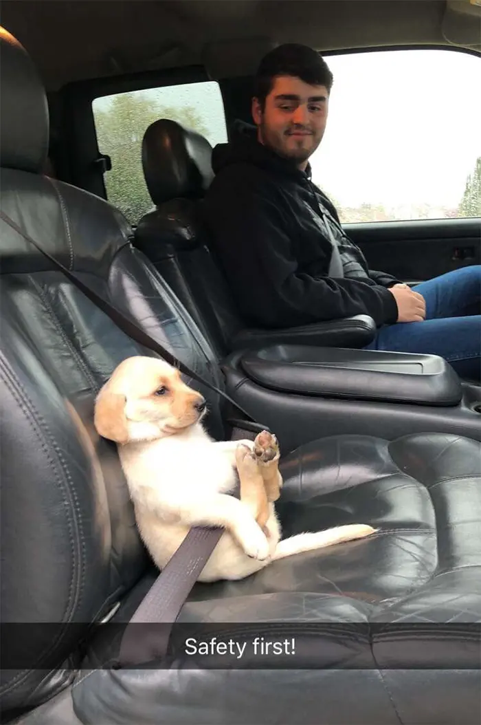 funny dogs car ride puppy seatbelt