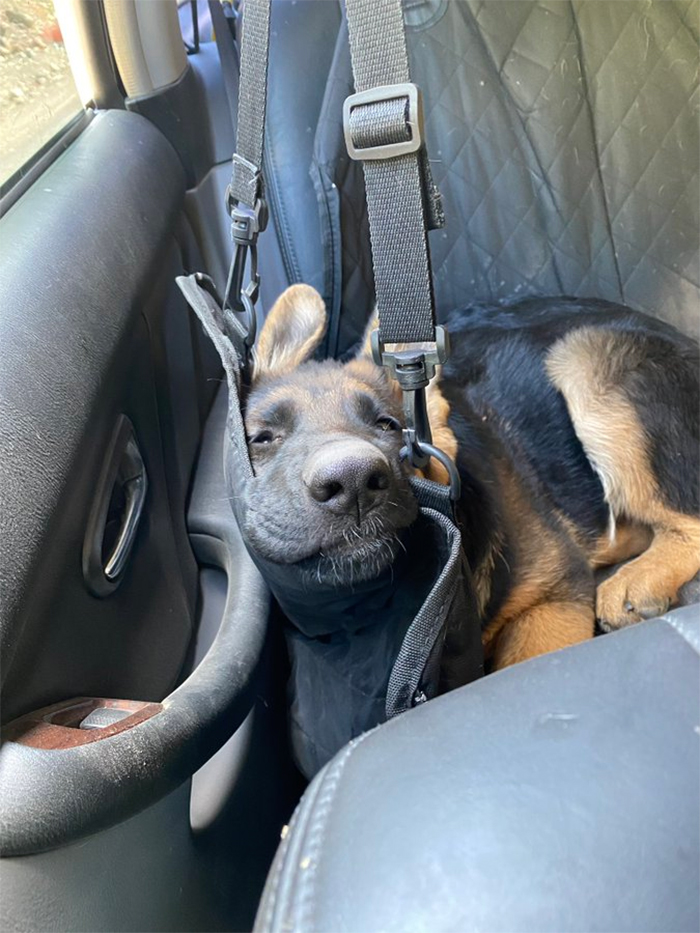 funny dogs car ride seatbelt head holder