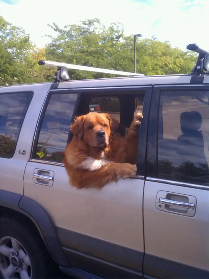 funny dogs chilling on a car ride
