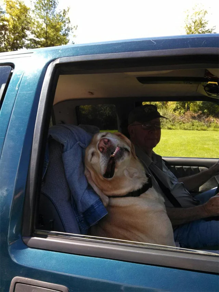 funny dogs enjoying a car ride