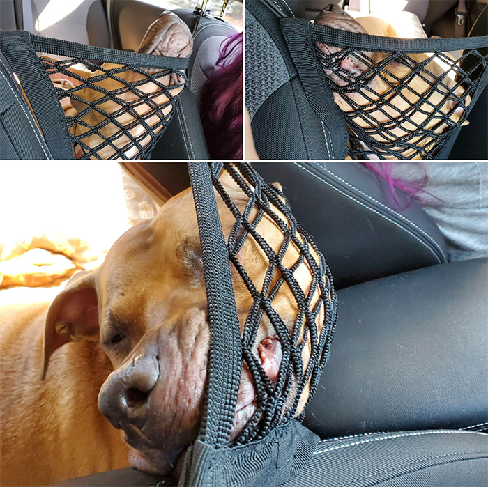 funny dogs riding in the car net