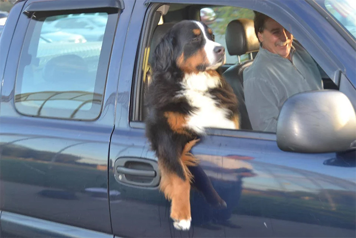 funny dogs riding in the car