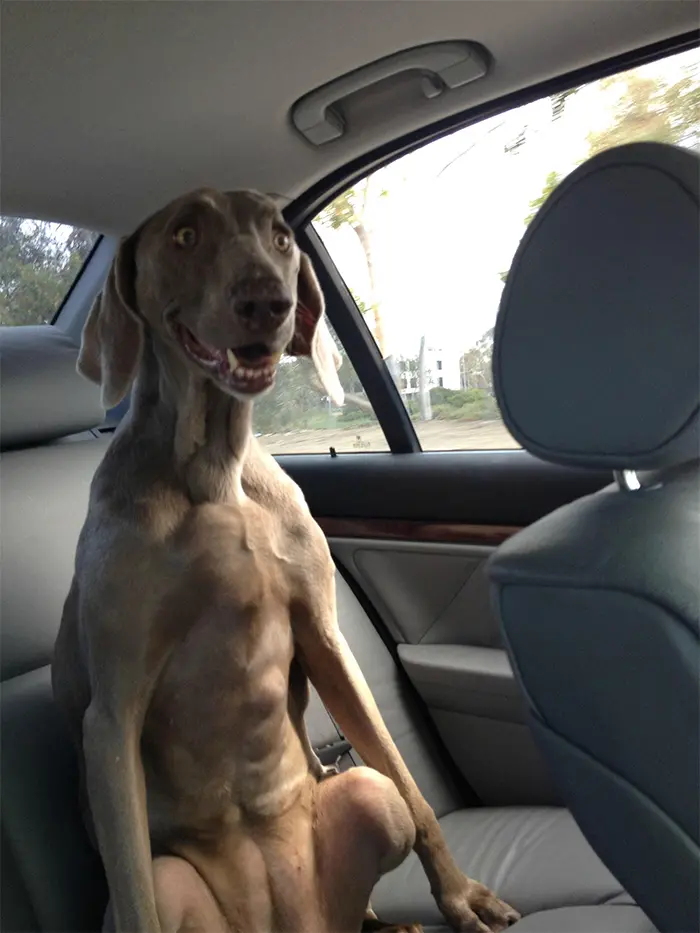 funny dogs sitting in the backseat