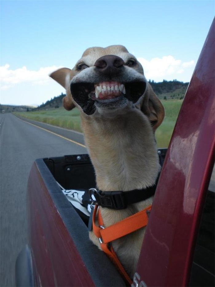 funny dogs vs wind car ride